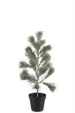 TREE SPRUCE 55CM IN POT SNOWY
