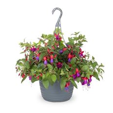 12" BLOOMING HANGING BASKET (PB)