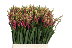 IXIA