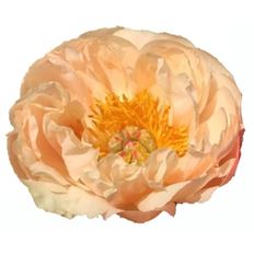 PEONY DUTCH PEACH 10-STEM