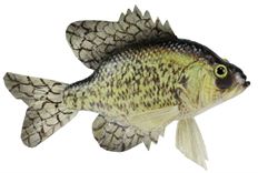 FISH BLACK CRAPPIE 15"