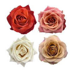 ROSE EARTHTONE