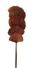 SPONGE MUSHROOM MAHOGANY 5/PK