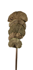 SPONGE MUSHROOM APPLE GREEN 5/PK