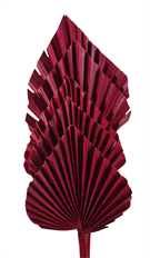 PALM SPEARS BURGUNDY 5/PK