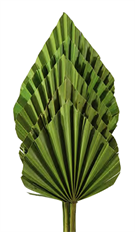 PALM SPEARS BASIL GREEN 5/PK