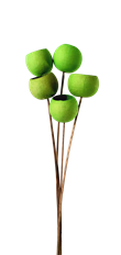 BELL CUP BASIL GREEN 5-7/PK