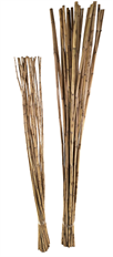 BAMBOO CANNA NATURAL 25/PK