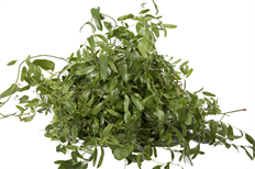 SMILAX WILD BAGGED
