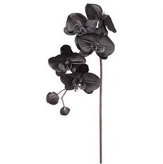 ORCHID PHALENOPSIS 29" BLACK