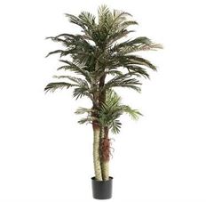 TREE 6' PHOENIX PALM GREEN