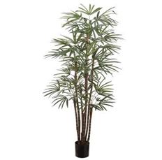 PALM TREE X7 IN POT 4' GREEN