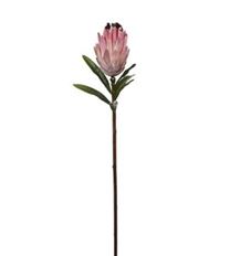 PROTEA MINK 29" PINK