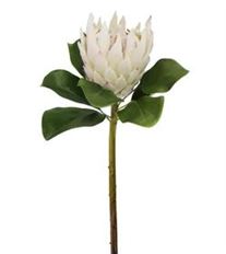 PROTEA KING MINK 32" WHITE