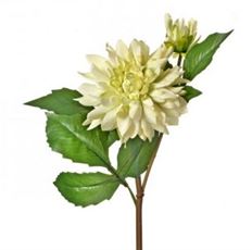 DAHLIA JUST CUT 21" GREEN