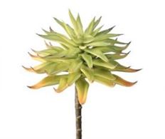 PL STAR SUCCULENT 7"