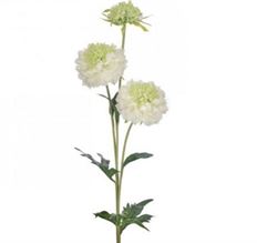 SCABIOSA TRIPLE 30" WHITE