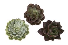 ECHEVERIA MINI-5CM