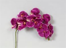 PHALAENOPSIS 37" PURPLE