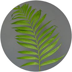 EMERALD PREMIUM