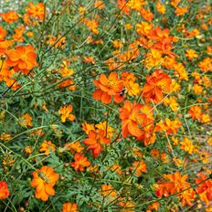 COSMOS LOCAL