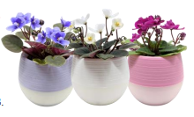 2" VIOLET IN CONTAINER (PREBOOK)