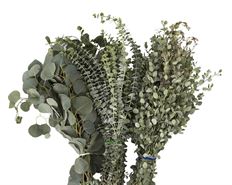 EUCALYPTUS