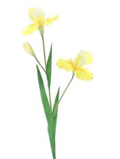 IRIS X2 30" YELLOW