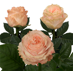 ROSE PEACH/CORAL
