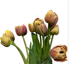 TULIP DOUBLE LA BELLE EPOQEPOQEPUE