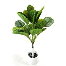 CALATHEA BUSH 24" X5 TT GRN