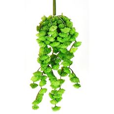CLOVER CUCCULENT PICK TT GREEN