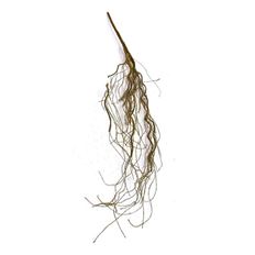 BUSH ANGEL VINE MOSS 40" GREEN