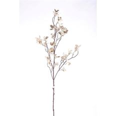 PRIVET BERRY BRANCH 41" CHAMP