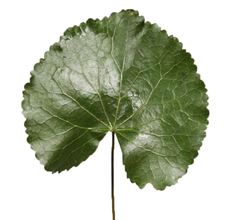 GALAX LEAVES