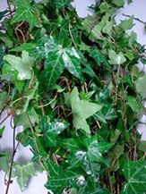IVY GREEN