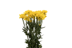 POM DAISY YELLOW