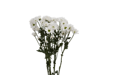 POM DAISY WHITE