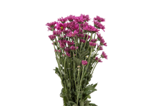 POM DAISY PURPLE