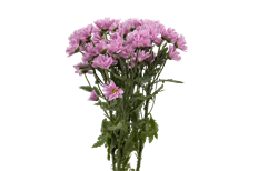 POM DAISY LAVENDER