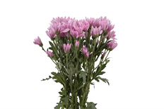 POM CUSHION LAVENDER