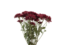 POM CUSHION BURGUNDY