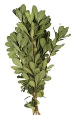PITTOSPORUM GREEN