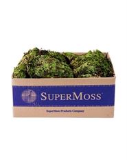 MOSS ROYAL POOL PRESERVED 1564 CU "