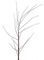 DOGWOOD RED TWIG BRANCH 61" BURG