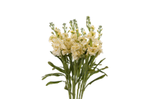 STOCK YELLOW