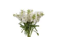 STOCK WHITE