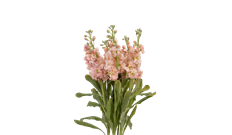 STOCK PEACH