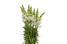 SNAPDRAGON WHITE