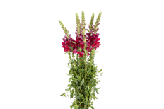 SNAPDRAGON BURGUNDY